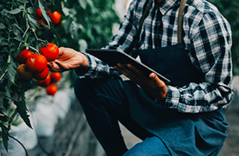 Eddy's Agro Fresh Produce